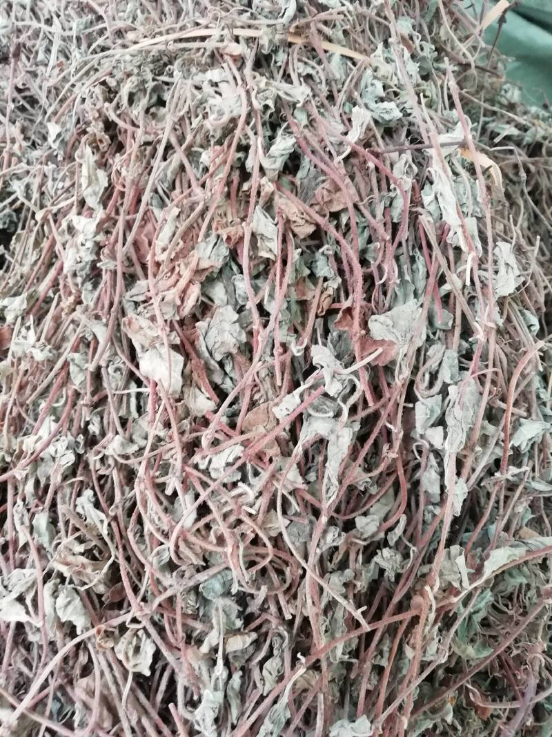 四川金钱草，小叶金钱草，过路黄