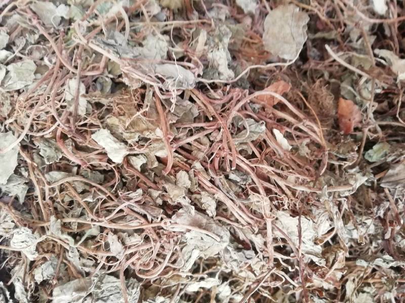 四川金钱草，小叶金钱草，过路黄