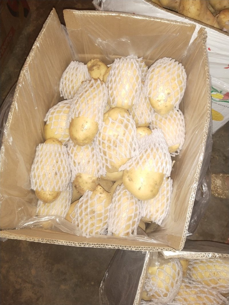 新货上市，新货上市，产地直发一手货源，量大质优荷兰土豆
