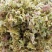 石斛花铁皮石斛花，干花，当季新花