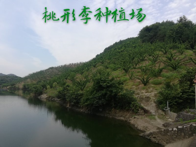 江南名果桃形李