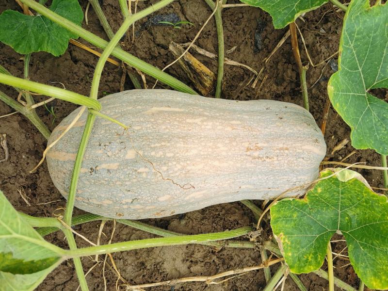 南瓜产地种植量大从优