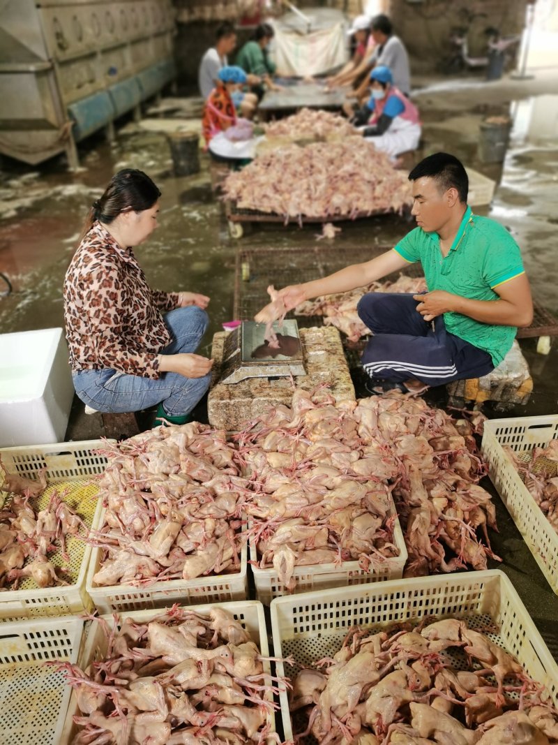 精品白条乳鸽，冻鸽肉乳鸽肉品质保证诚信经营