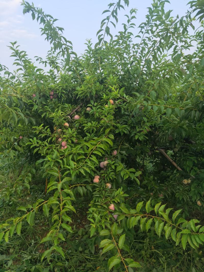 三华李口感非常好红皮红肉