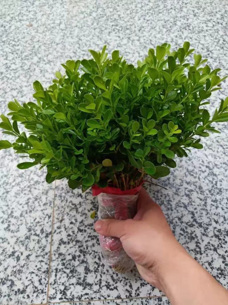 【精品】瓜子黄杨绿化苗木万亩产地直销可视频看货