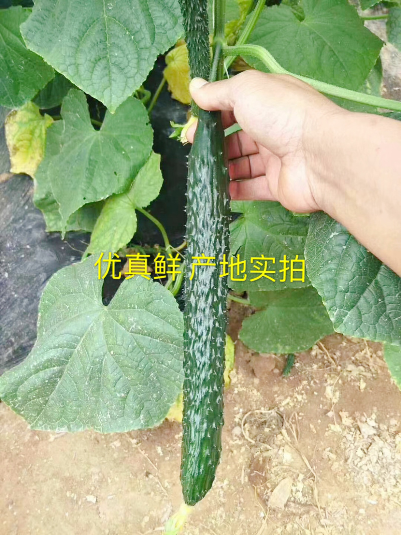 精品山东黄瓜刚刚上市质量好全国定点优质黄瓜基地