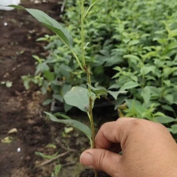 樱桃苗吉塞拉6号，12号占木苗营养杯苗，包成活，现挖现发