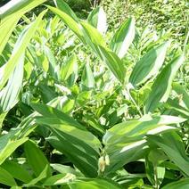 玉竹（东北地产玉竹）可以加工，种植