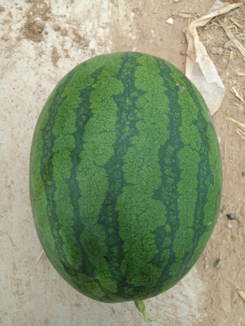 河北定州大量供应西瓜