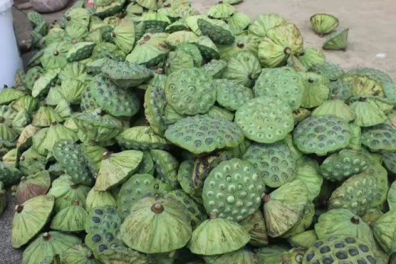 鲜莲_草莲-白莲-干莲-红莲