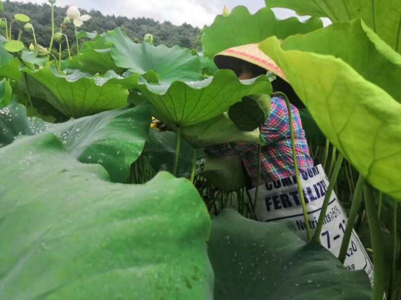 鲜莲_草莲-白莲-干莲-红莲