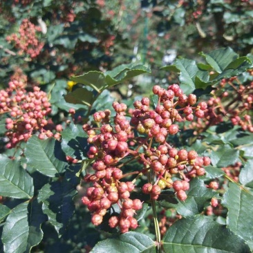 正宗凤县大红袍花椒凤椒鲜货