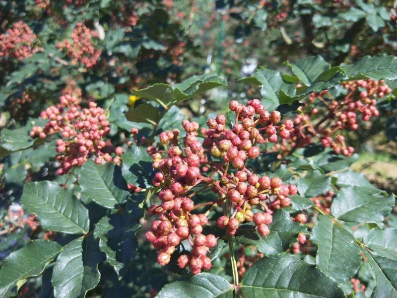 正宗凤县大红袍花椒凤椒鲜货