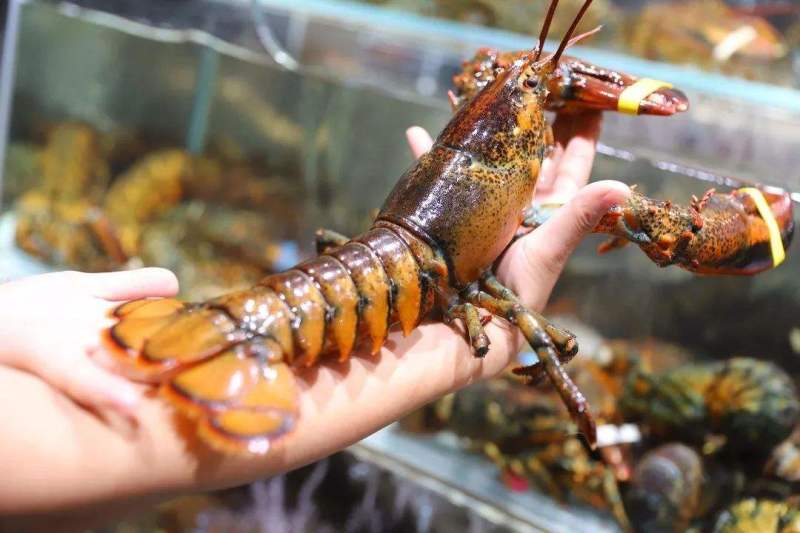 活鲜波士顿龙虾，一手批发价。质量保证，货源充足