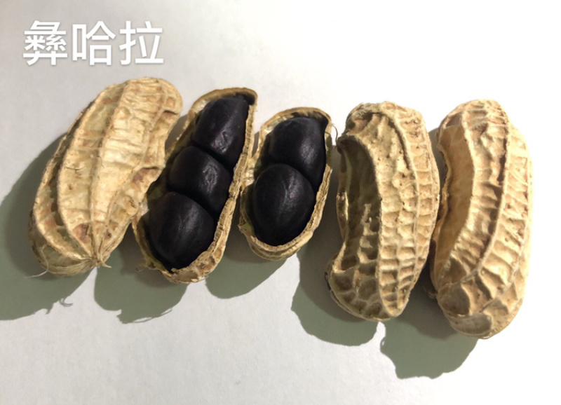 2024年新货云南普洱镇沅黑花生老品种小粒黑花生