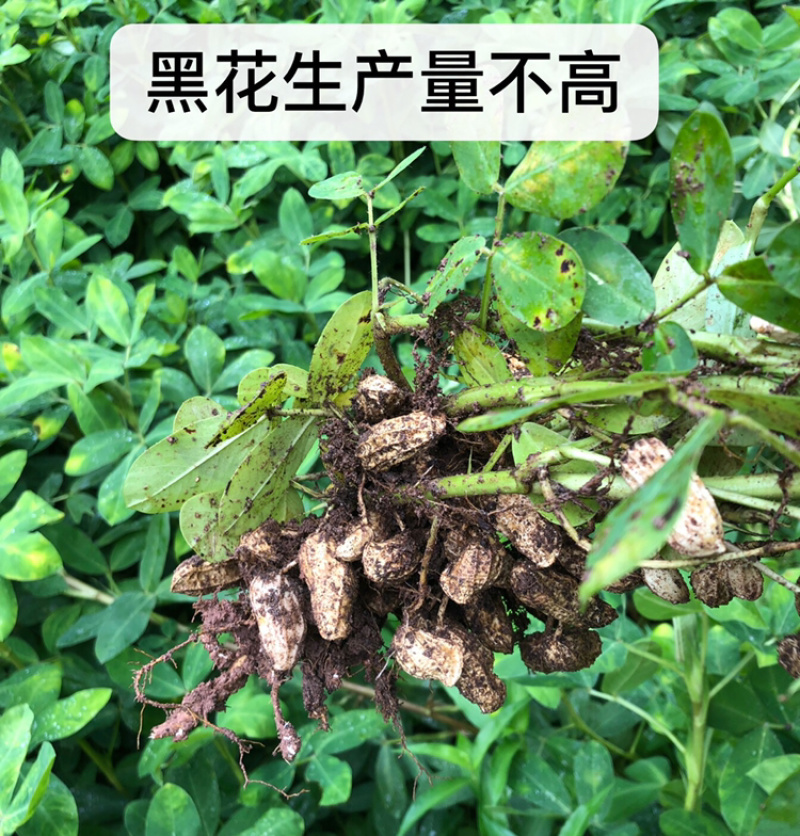 2024年新货云南普洱镇沅黑花生老品种小粒黑花生