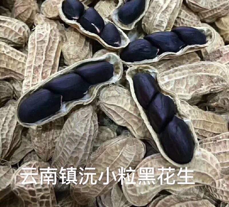 2024年新货云南普洱镇沅黑花生老品种小粒黑花生