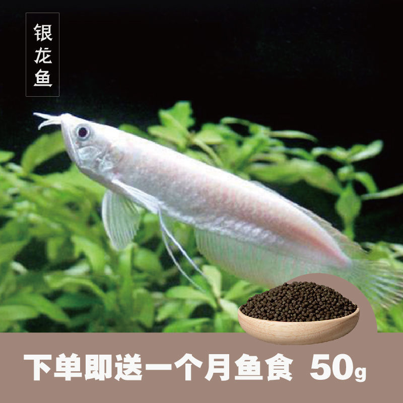 银龙鱼活体发财招财鱼大中型淡水鱼风水鱼金龙鱼龙热带观赏鱼