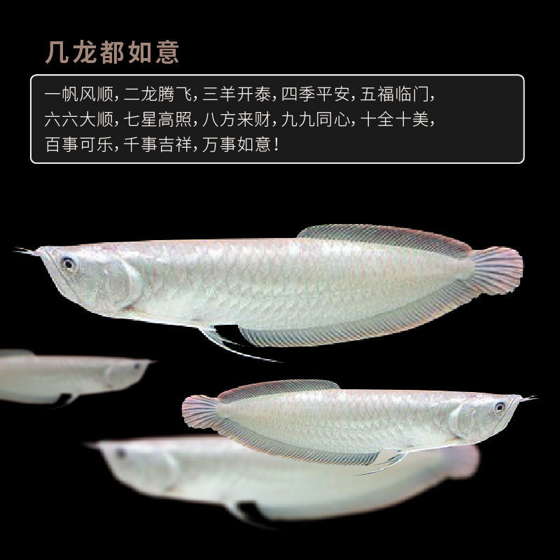 银龙鱼活体发财招财鱼大中型淡水鱼风水鱼金龙鱼龙热带观赏鱼