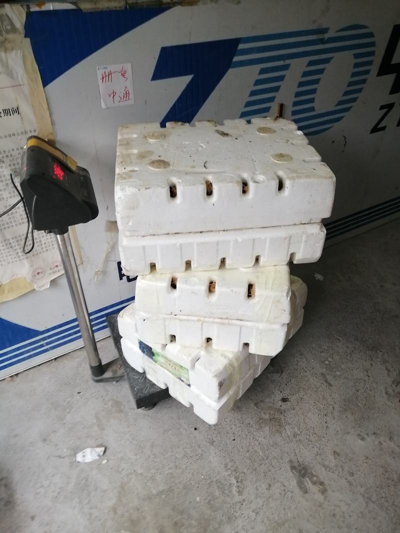 白玉蜗牛