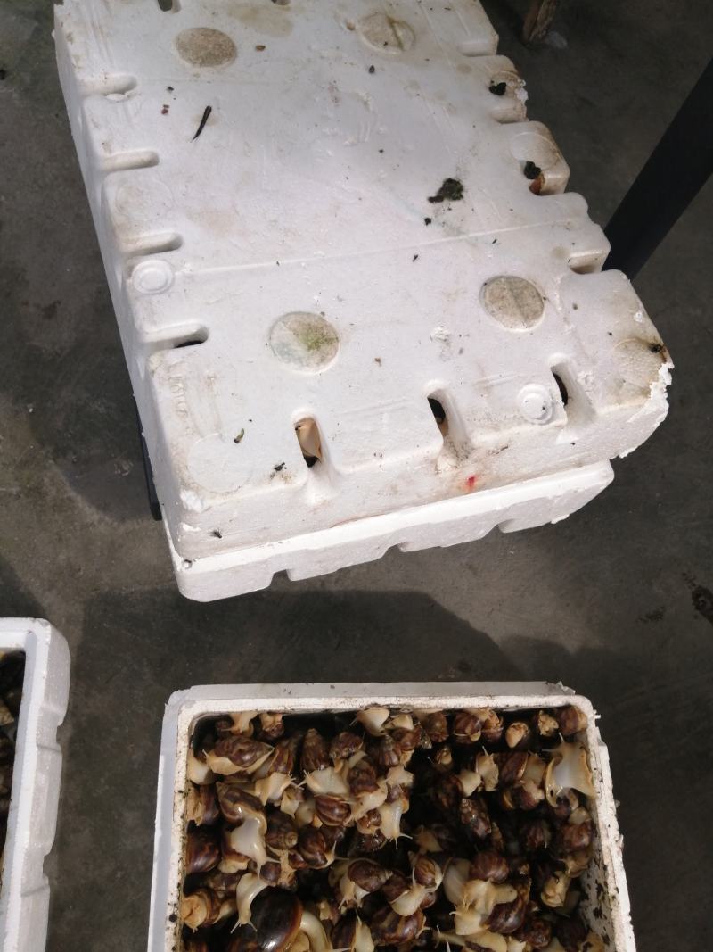 白玉蜗牛