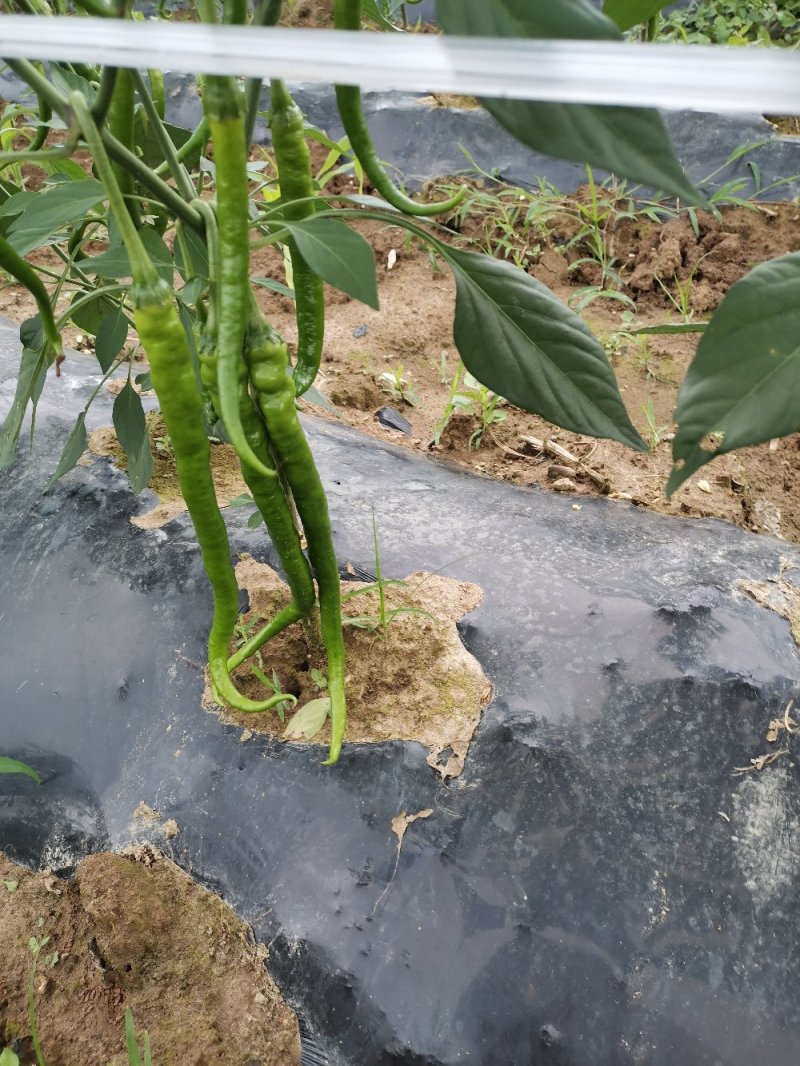 精品青线黄线大量供应加工厂用线椒大量供应
