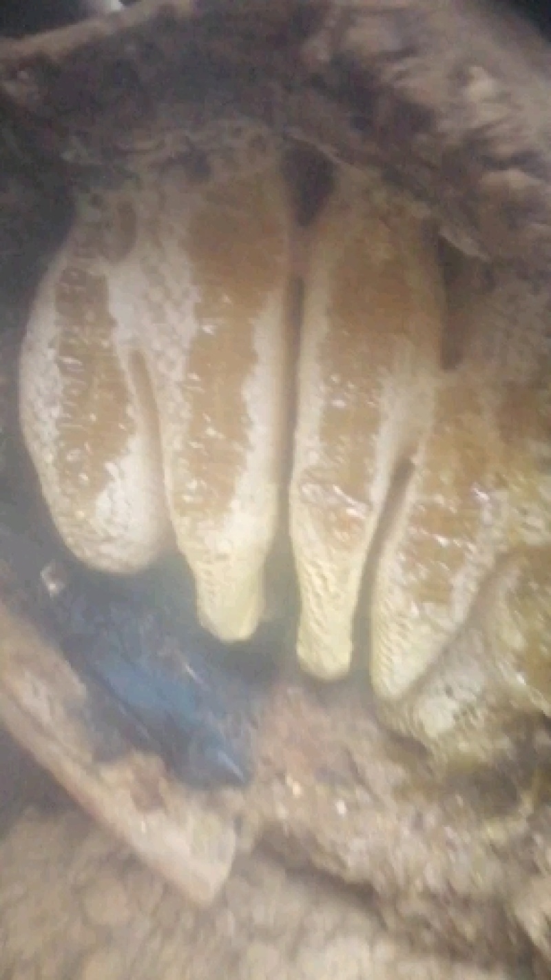 正宗土蜂蜜，海拔3000米的野蜂蜜。