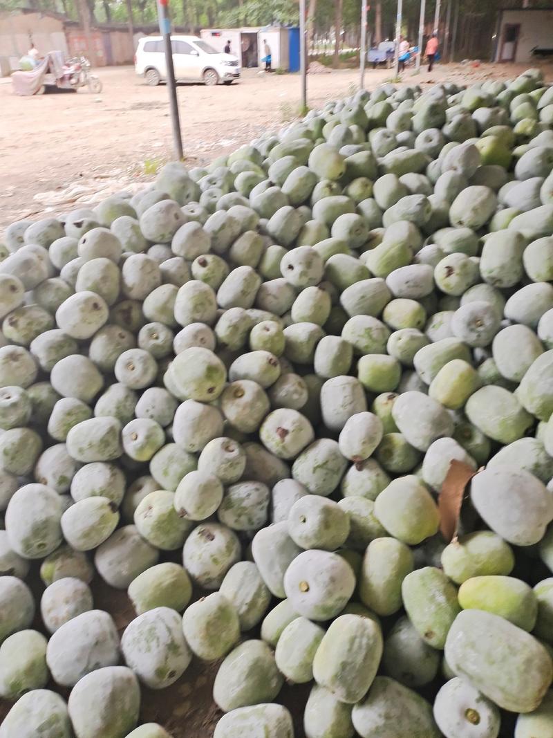冬瓜，北京一串铃冬瓜，小冬瓜，三斤以上的冬瓜大量上市。