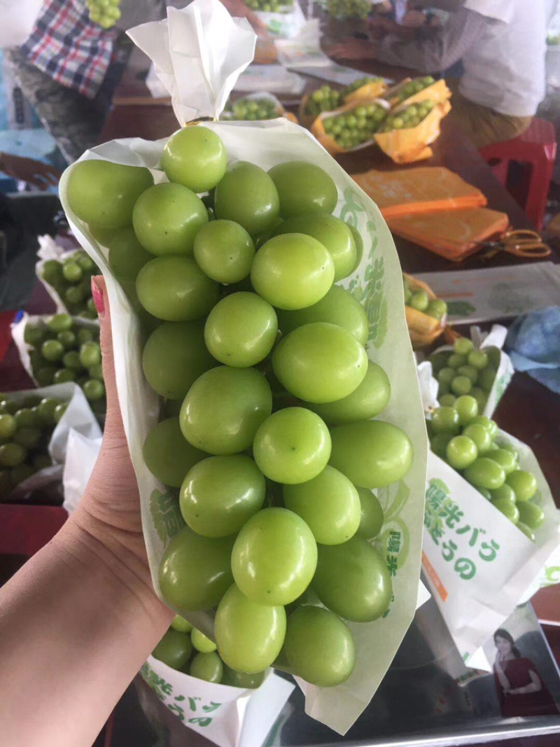 广西阳光玫瑰