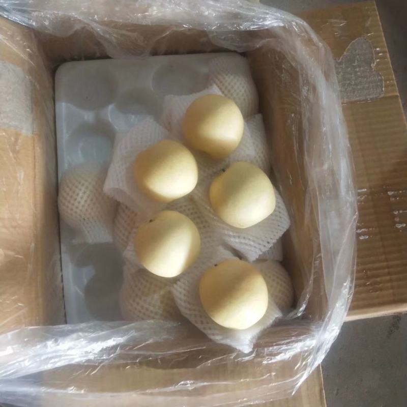 【精品】山东皇冠梨，冠县万亩梨园基地，脆甜多汁欢迎咨询