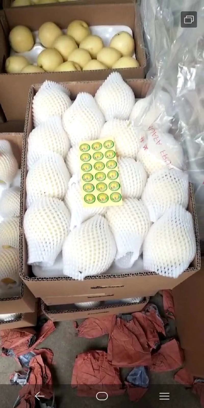 【精品】山东皇冠梨，冠县万亩梨园基地，脆甜多汁欢迎咨询