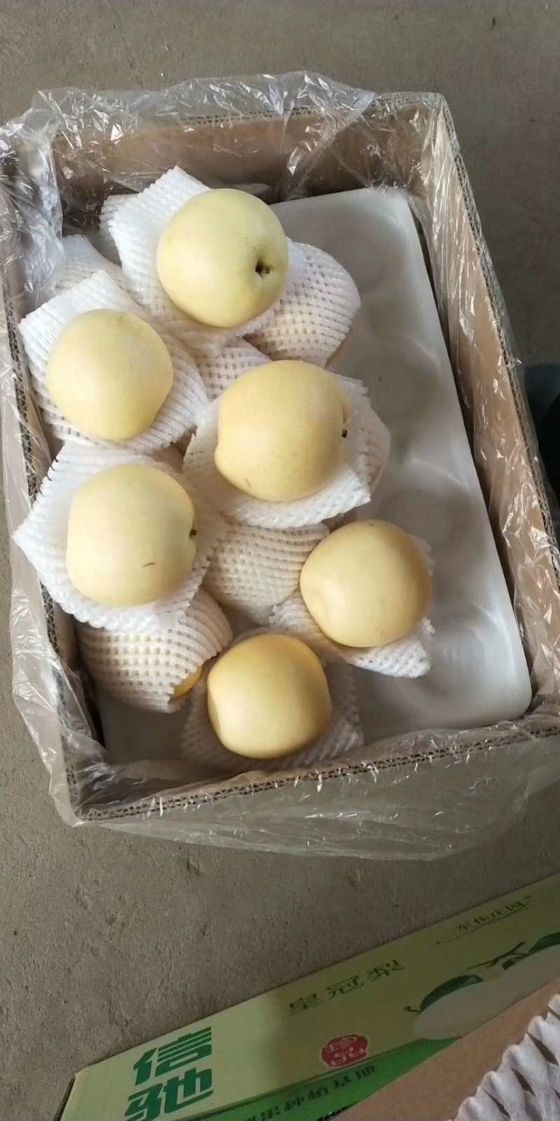【精品】山东皇冠梨，冠县万亩梨园基地，脆甜多汁欢迎咨询