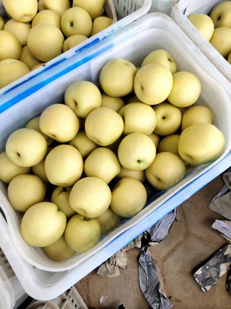 【精品】山东皇冠梨，冠县万亩梨园基地，脆甜多汁欢迎咨询