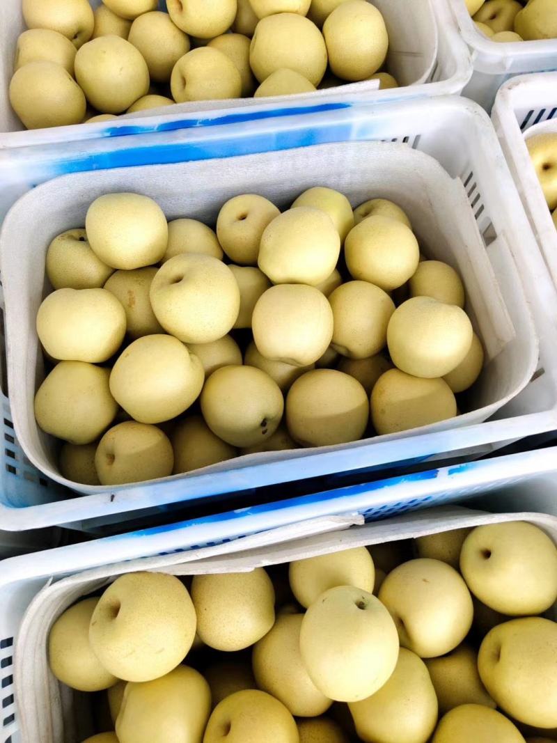 【精品】山东皇冠梨，冠县万亩梨园基地，脆甜多汁欢迎咨询