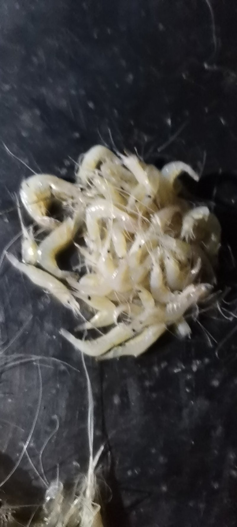 虾类