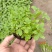 青州醉蝶花基地醉蝶花批发价格