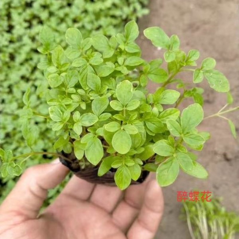 青州醉蝶花基地醉蝶花批发价格