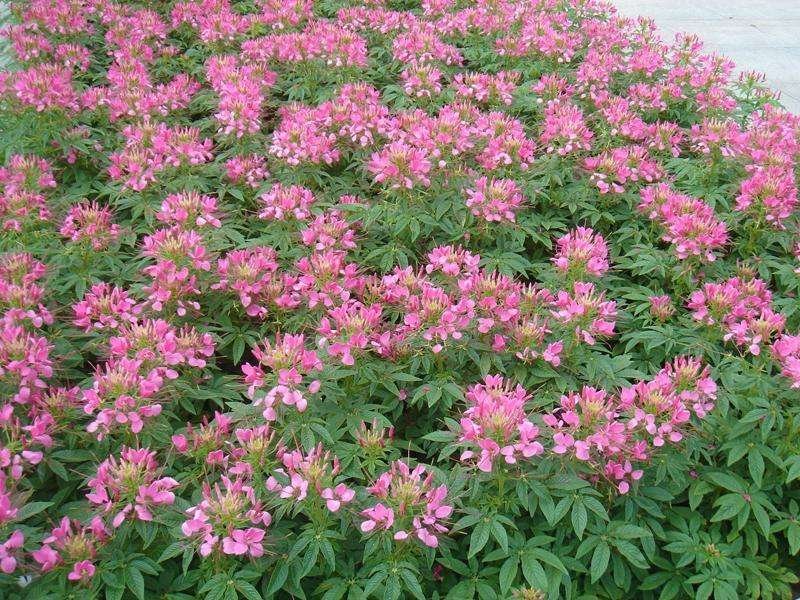 青州醉蝶花基地醉蝶花批发价格