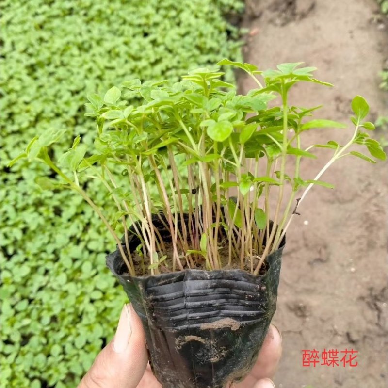 青州醉蝶花基地醉蝶花批发价格