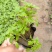 青州醉蝶花基地醉蝶花批发价格