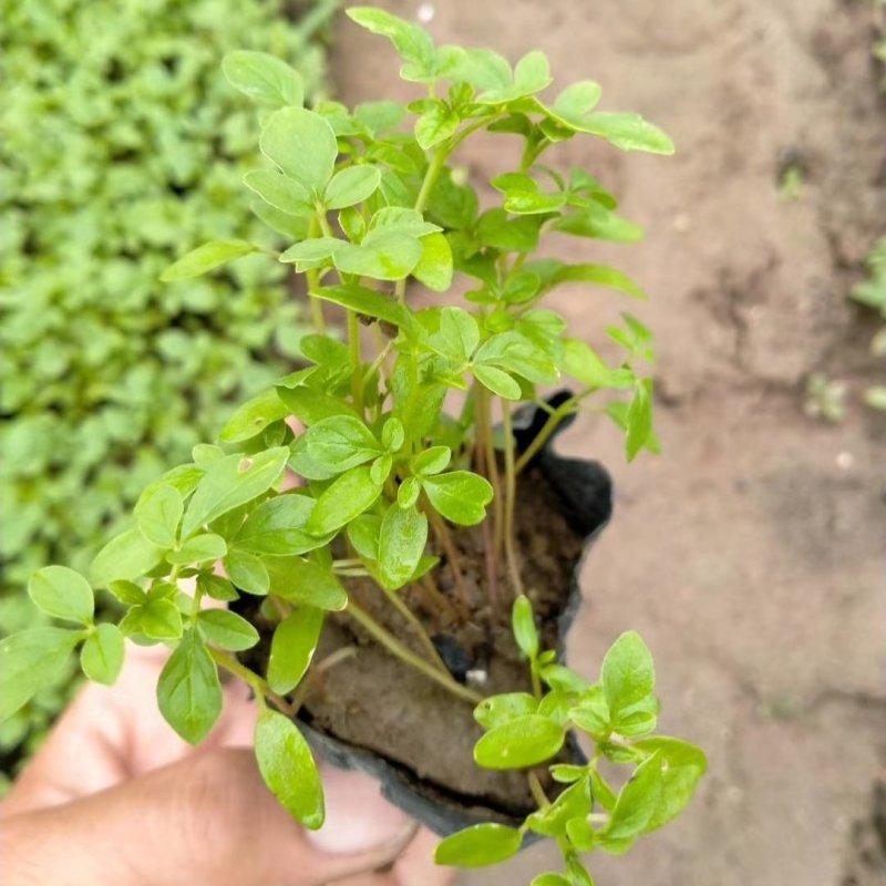 青州醉蝶花基地醉蝶花批发价格