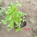 青州醉蝶花基地醉蝶花批发价格