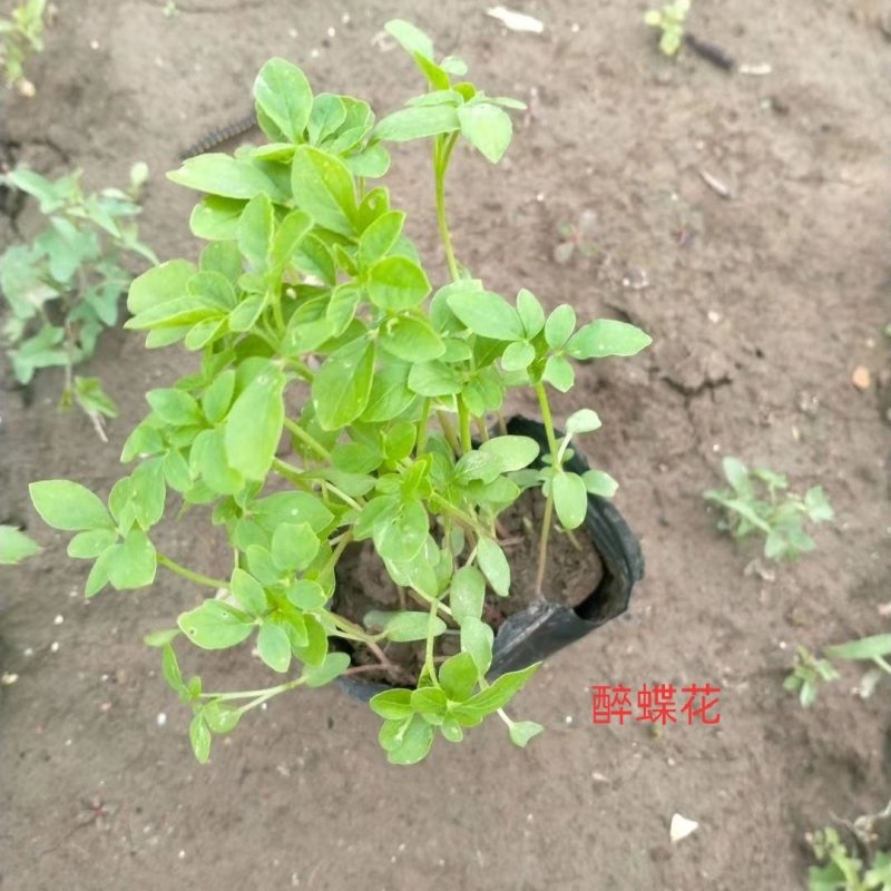 青州醉蝶花基地醉蝶花批发价格