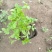 青州醉蝶花基地醉蝶花批发价格