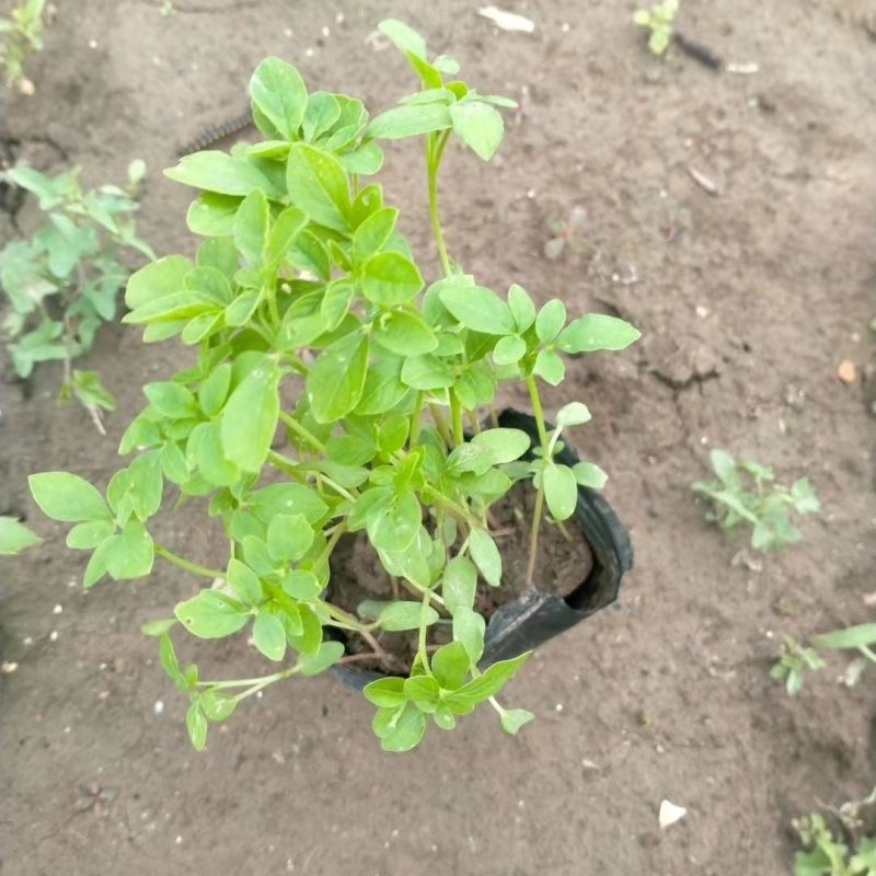 青州醉蝶花基地醉蝶花批发价格
