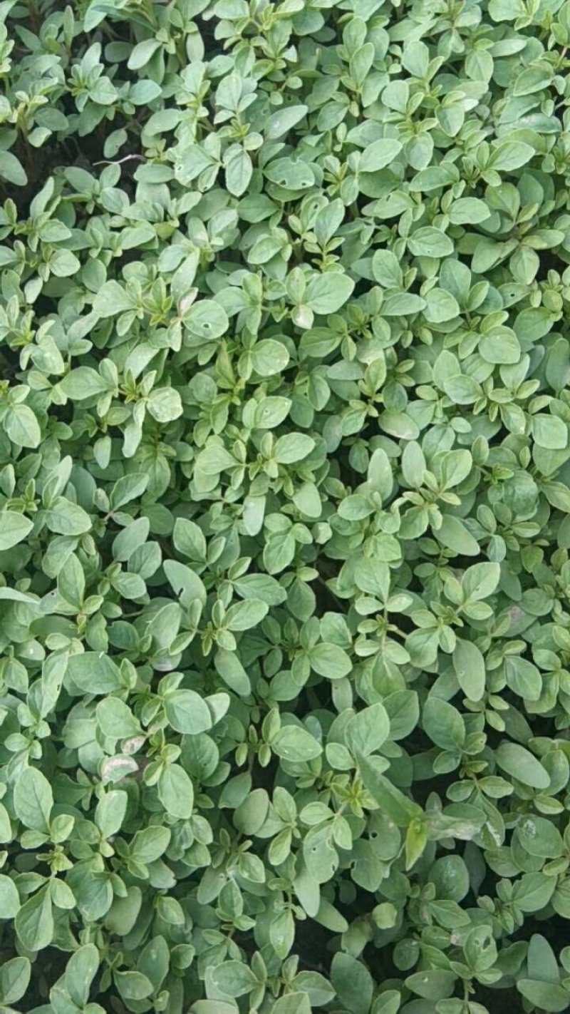青州醉蝶花基地醉蝶花批发价格