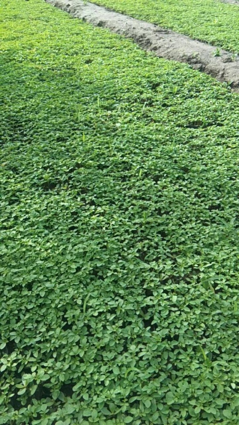 青州醉蝶花基地醉蝶花批发价格