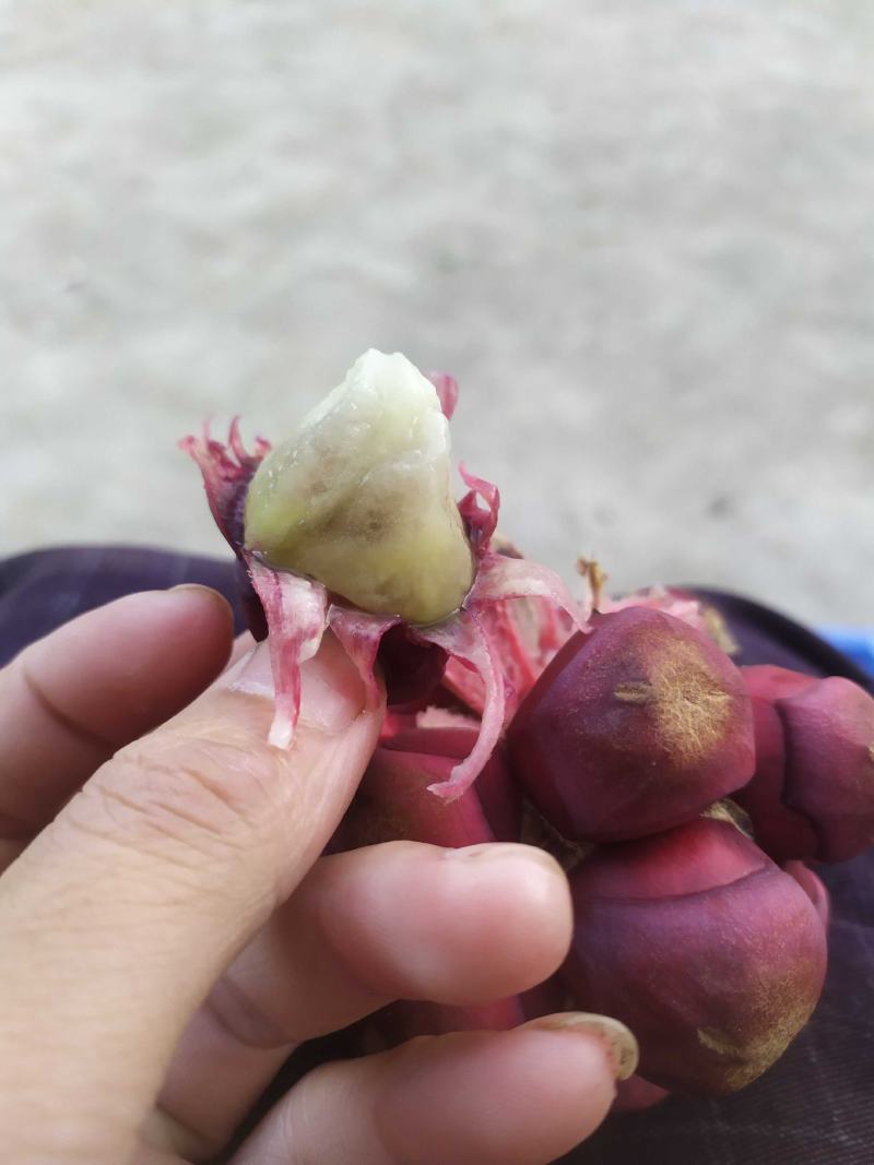 布福娜果500g-750g，产地直发