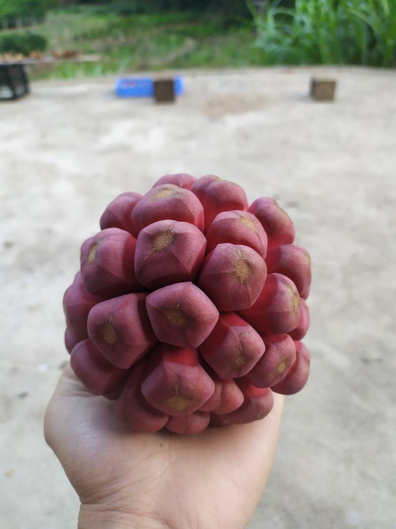 布福娜果500g-750g，产地直发