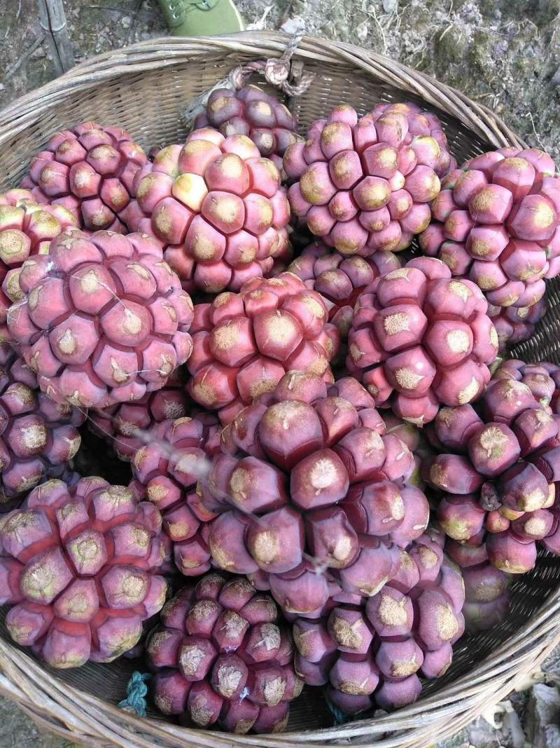布福娜果500g-750g，产地直发
